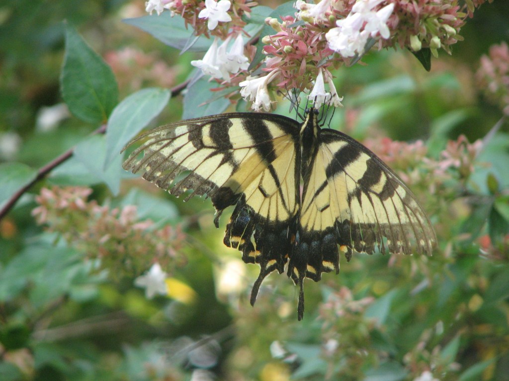 Beauty of My&nbsp;Scars